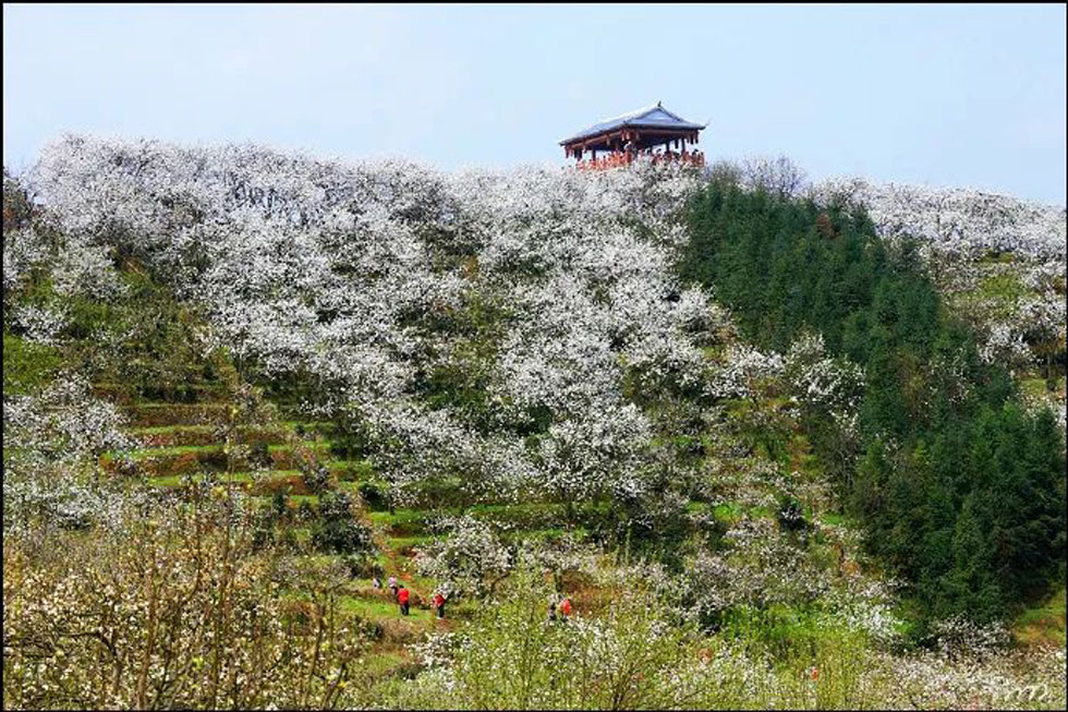 【春天，广西桂林灌阳县向您发出邀请！】我们在灌阳看梨花 - 游山玩水 - 绥化生活社区 - 绥化28生活网 suihua.28life.net