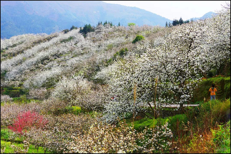 【春天，广西桂林灌阳县向您发出邀请！】我们在灌阳看梨花 - 游山玩水 - 绥化生活社区 - 绥化28生活网 suihua.28life.net