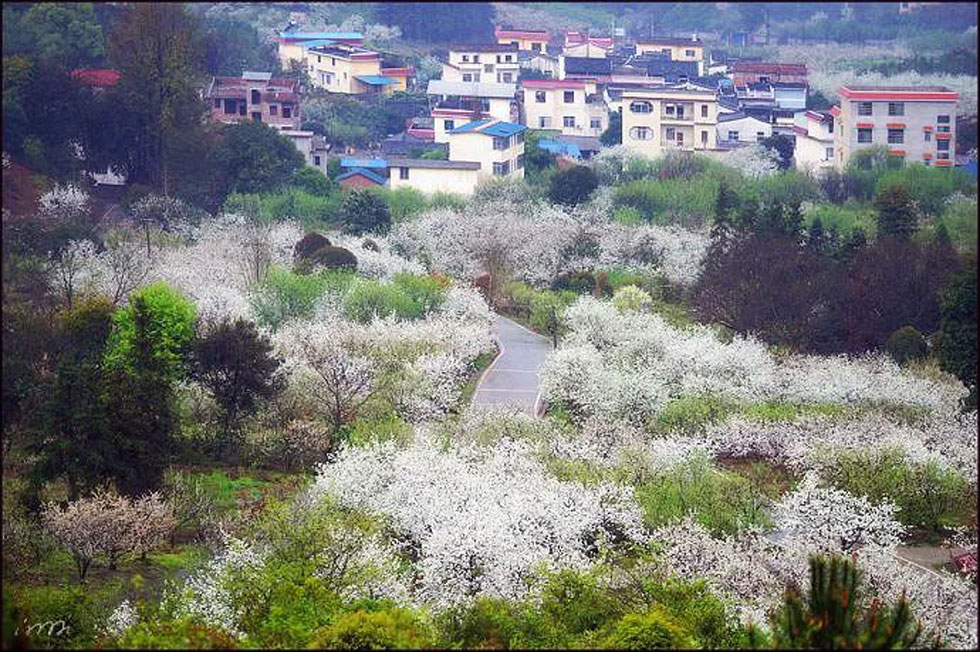 【春天，广西桂林灌阳县向您发出邀请！】我们在灌阳看梨花 - 游山玩水 - 绥化生活社区 - 绥化28生活网 suihua.28life.net