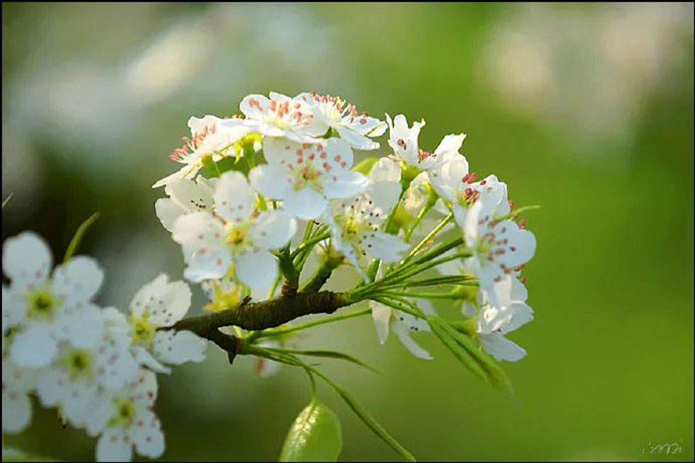 【春天，广西桂林灌阳县向您发出邀请！】我们在灌阳看梨花 - 游山玩水 - 绥化生活社区 - 绥化28生活网 suihua.28life.net