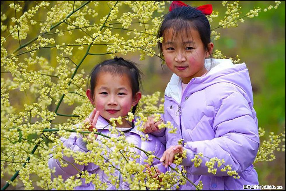 【春天，广西桂林灌阳县向您发出邀请！】米珠山前有片山苍子花在飘香 - 游山玩水 - 绥化生活社区 - 绥化28生活网 suihua.28life.net
