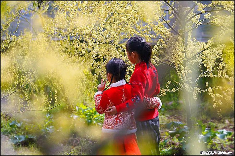 【春天，广西桂林灌阳县向您发出邀请！】米珠山前有片山苍子花在飘香 - 游山玩水 - 绥化生活社区 - 绥化28生活网 suihua.28life.net