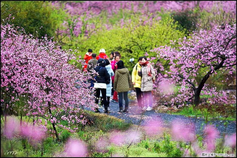 【春天，广西桂林灌阳县向您发出邀请！】官庄村有个醉美的桃花园 - 游山玩水 - 绥化生活社区 - 绥化28生活网 suihua.28life.net