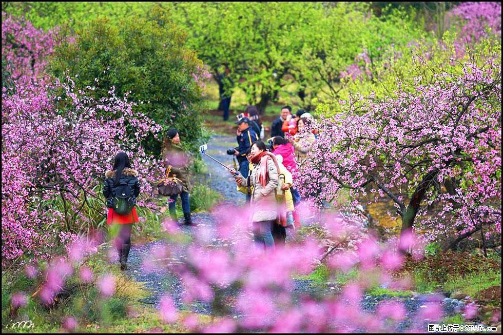【春天，广西桂林灌阳县向您发出邀请！】官庄村有个醉美的桃花园 - 游山玩水 - 绥化生活社区 - 绥化28生活网 suihua.28life.net