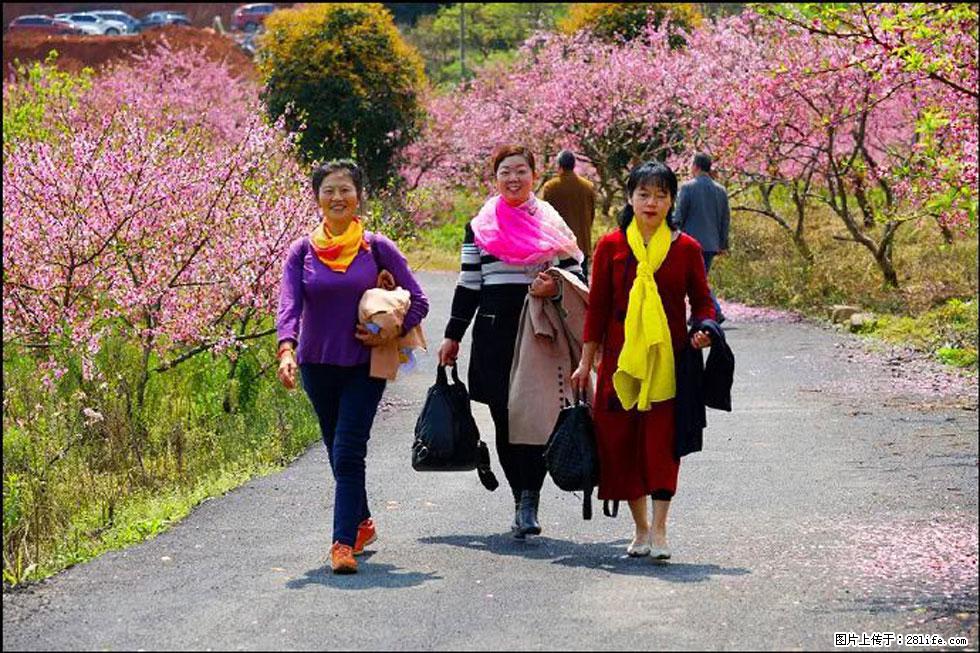 【春天，广西桂林灌阳县向您发出邀请！】官庄村有个醉美的桃花园 - 游山玩水 - 绥化生活社区 - 绥化28生活网 suihua.28life.net