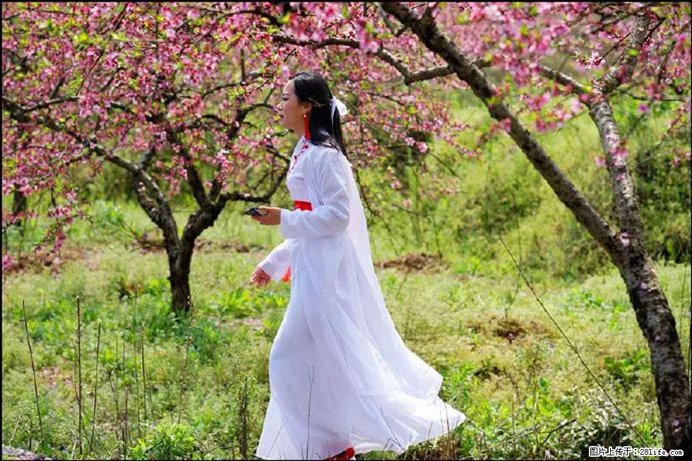 【春天，广西桂林灌阳县向您发出邀请！】官庄村有个醉美的桃花园 - 游山玩水 - 绥化生活社区 - 绥化28生活网 suihua.28life.net