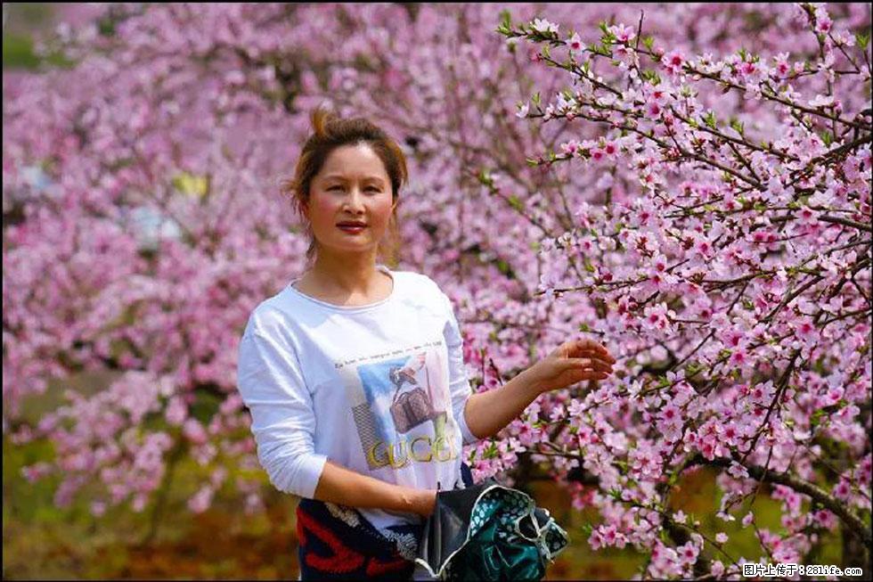 【春天，广西桂林灌阳县向您发出邀请！】官庄村有个醉美的桃花园 - 游山玩水 - 绥化生活社区 - 绥化28生活网 suihua.28life.net