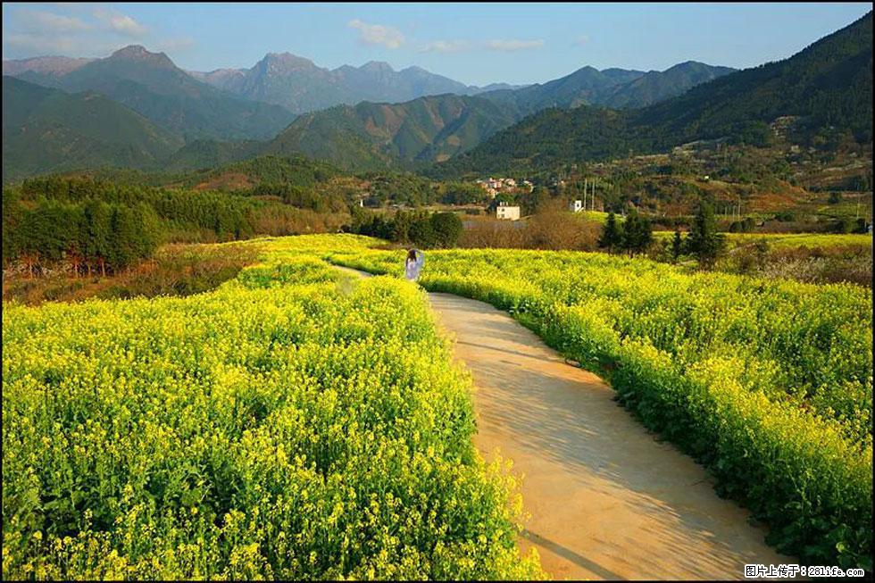 【春天，广西桂林灌阳县向您发出邀请！】长坪村油菜盛情花开 - 游山玩水 - 绥化生活社区 - 绥化28生活网 suihua.28life.net