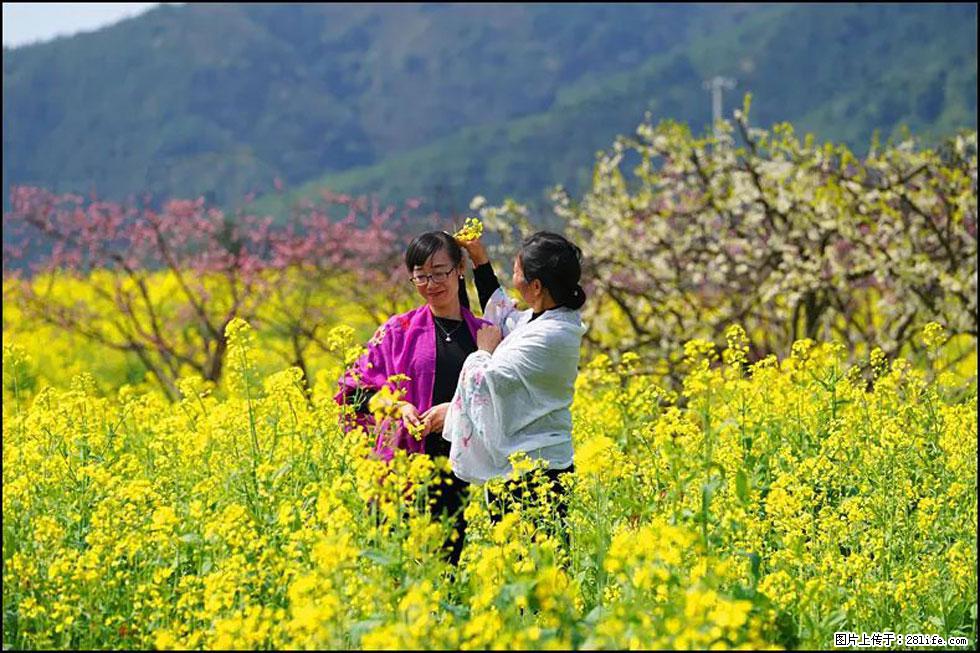 【春天，广西桂林灌阳县向您发出邀请！】长坪村油菜盛情花开 - 游山玩水 - 绥化生活社区 - 绥化28生活网 suihua.28life.net