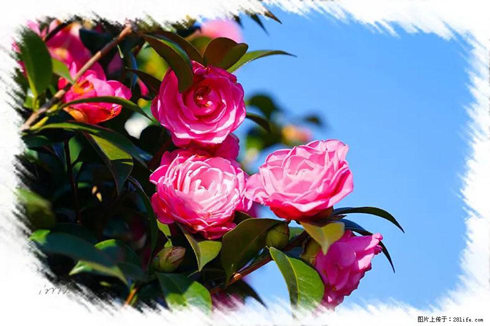 【春天，广西桂林灌阳县向您发出邀请！】杨柳井茶花惹人爱 - 游山玩水 - 绥化生活社区 - 绥化28生活网 suihua.28life.net