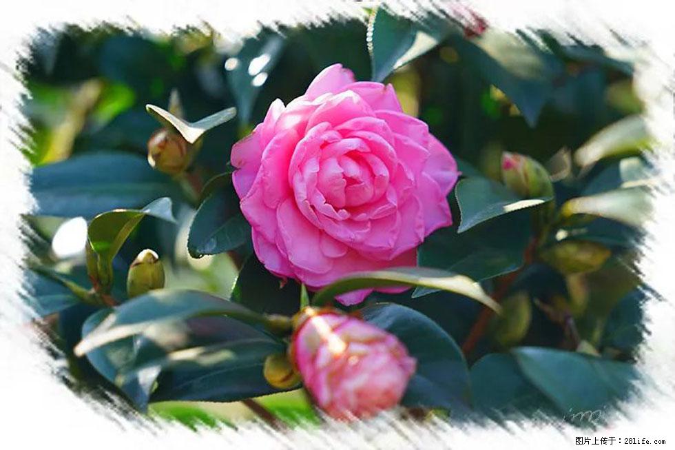 【春天，广西桂林灌阳县向您发出邀请！】杨柳井茶花惹人爱 - 游山玩水 - 绥化生活社区 - 绥化28生活网 suihua.28life.net