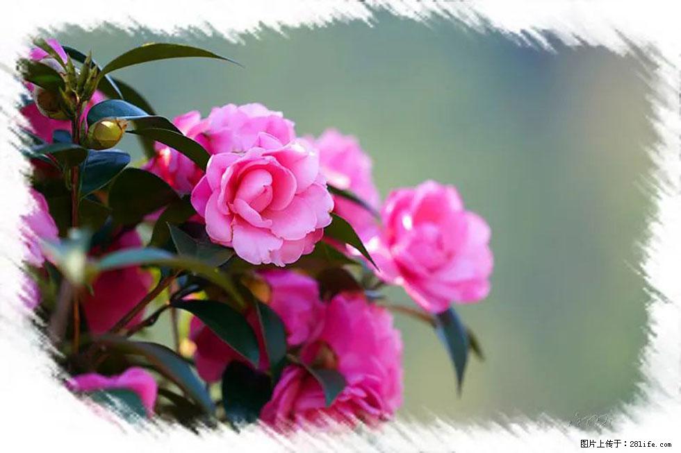 【春天，广西桂林灌阳县向您发出邀请！】杨柳井茶花惹人爱 - 游山玩水 - 绥化生活社区 - 绥化28生活网 suihua.28life.net
