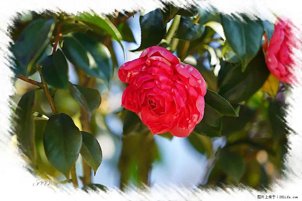 【春天，广西桂林灌阳县向您发出邀请！】杨柳井茶花惹人爱 - 游山玩水 - 绥化生活社区 - 绥化28生活网 suihua.28life.net