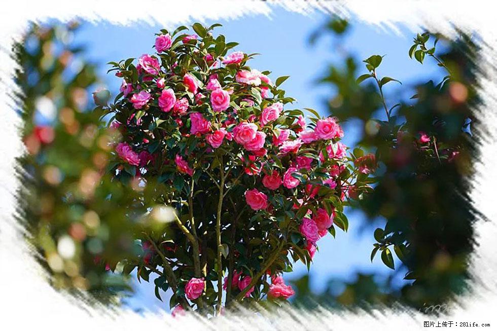 【春天，广西桂林灌阳县向您发出邀请！】杨柳井茶花惹人爱 - 游山玩水 - 绥化生活社区 - 绥化28生活网 suihua.28life.net
