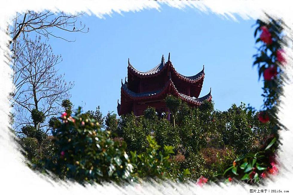 【春天，广西桂林灌阳县向您发出邀请！】杨柳井茶花惹人爱 - 游山玩水 - 绥化生活社区 - 绥化28生活网 suihua.28life.net