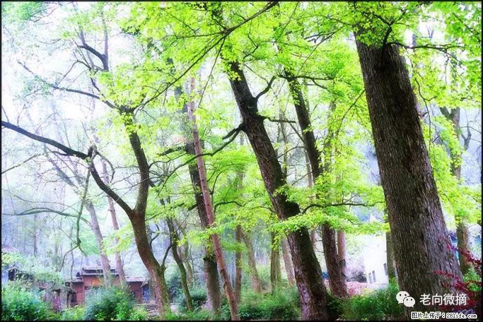 【春天，广西桂林灌阳县向您发出邀请！】在小龙村与春天约会 - 游山玩水 - 绥化生活社区 - 绥化28生活网 suihua.28life.net