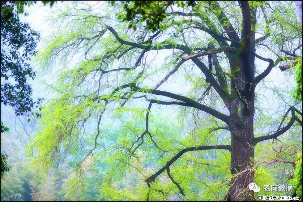 【春天，广西桂林灌阳县向您发出邀请！】在小龙村与春天约会 - 游山玩水 - 绥化生活社区 - 绥化28生活网 suihua.28life.net