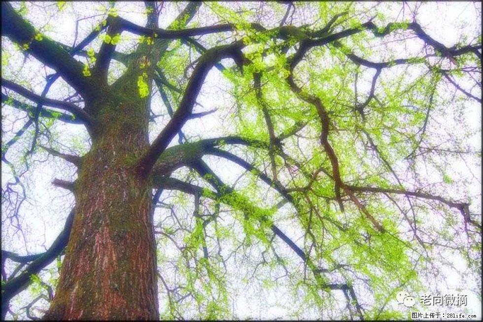 【春天，广西桂林灌阳县向您发出邀请！】在小龙村与春天约会 - 游山玩水 - 绥化生活社区 - 绥化28生活网 suihua.28life.net