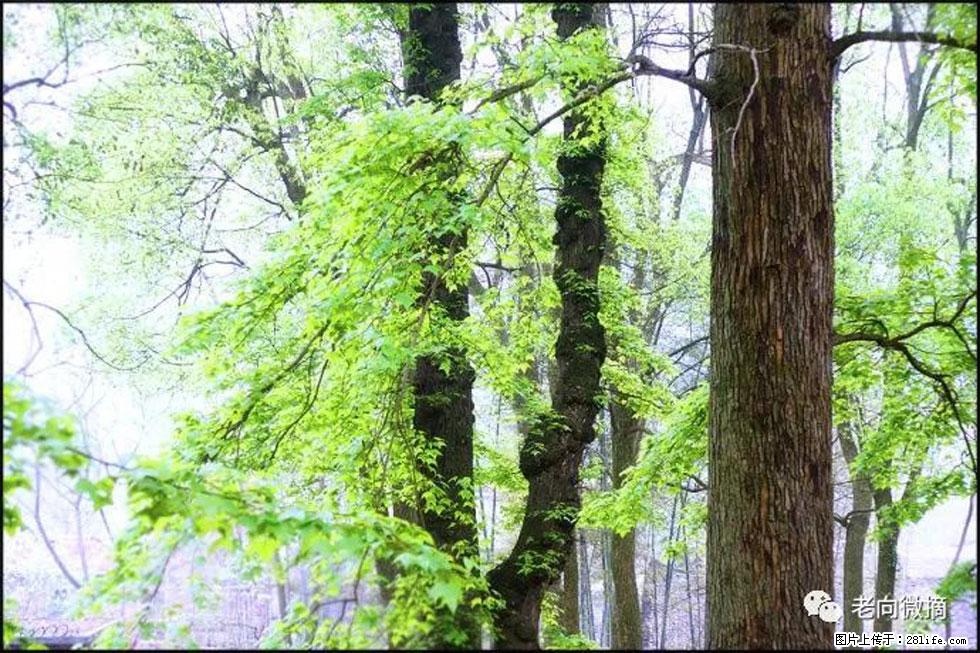 【春天，广西桂林灌阳县向您发出邀请！】在小龙村与春天约会 - 游山玩水 - 绥化生活社区 - 绥化28生活网 suihua.28life.net