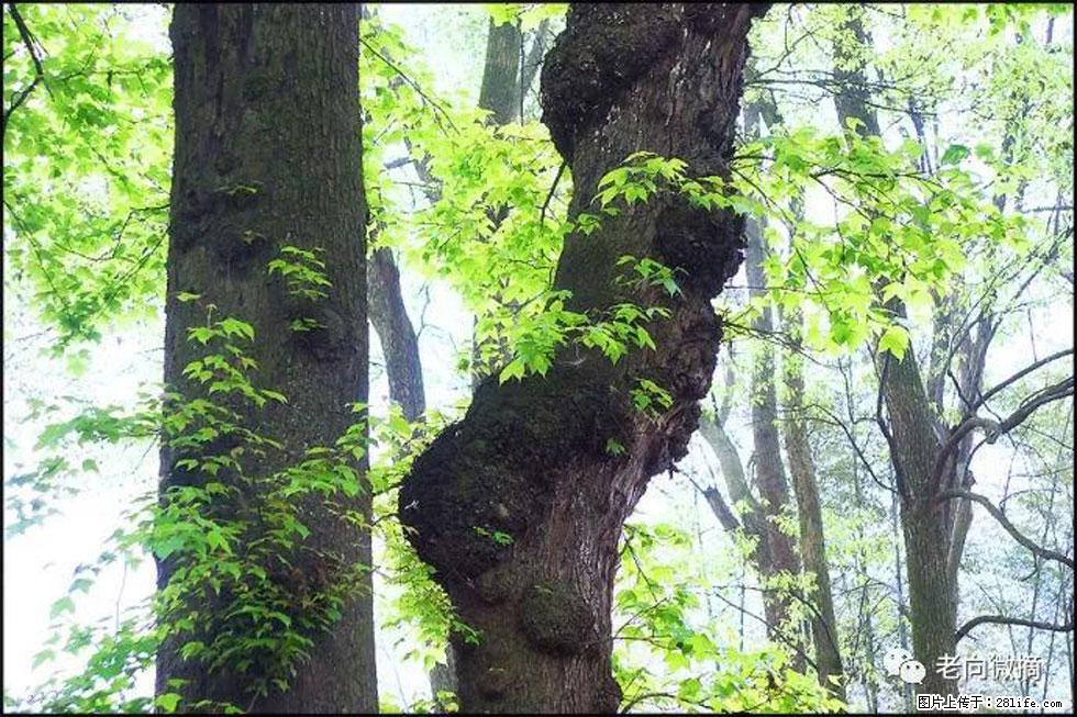 【春天，广西桂林灌阳县向您发出邀请！】在小龙村与春天约会 - 游山玩水 - 绥化生活社区 - 绥化28生活网 suihua.28life.net