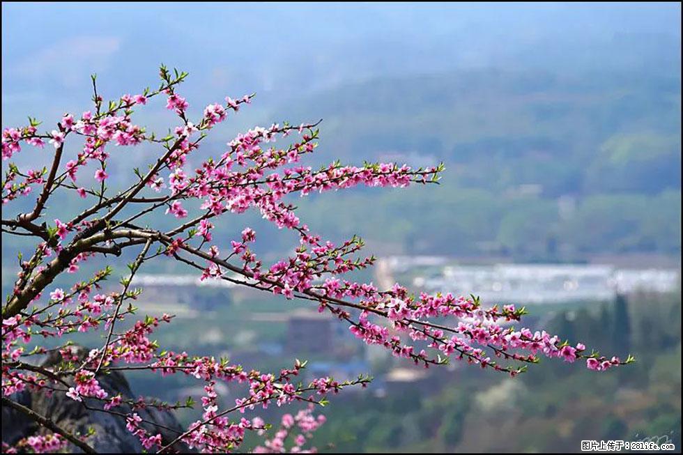 【春天，广西桂林灌阳县向您发出邀请！】望月岭上桃花开 - 游山玩水 - 绥化生活社区 - 绥化28生活网 suihua.28life.net