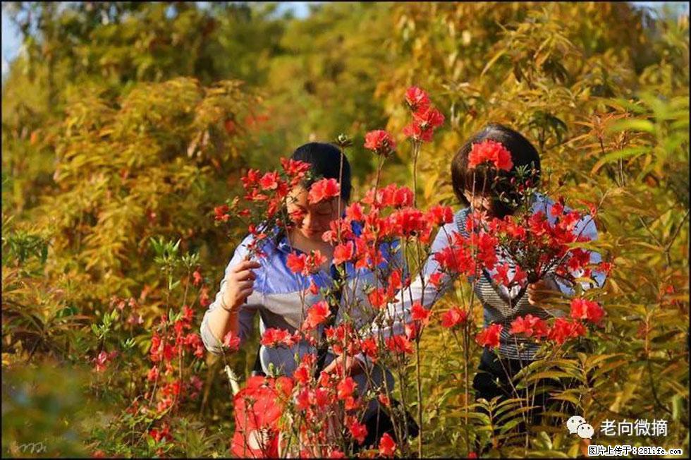 【春天，广西桂林灌阳县向您发出邀请！】登麒麟山，相约映山红 - 游山玩水 - 绥化生活社区 - 绥化28生活网 suihua.28life.net