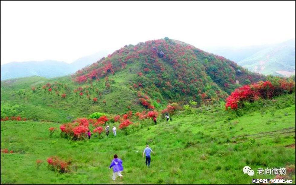 【春天，广西桂林灌阳县向您发出邀请！】宝盖山上映山红 - 游山玩水 - 绥化生活社区 - 绥化28生活网 suihua.28life.net
