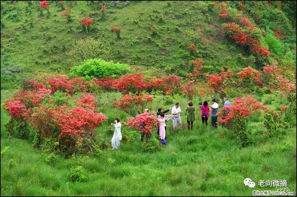 【春天，广西桂林灌阳县向您发出邀请！】宝盖山上映山红 - 游山玩水 - 绥化生活社区 - 绥化28生活网 suihua.28life.net