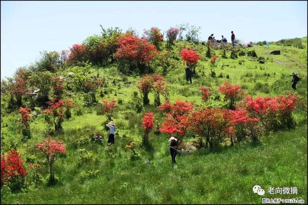【春天，广西桂林灌阳县向您发出邀请！】宝盖山上映山红 - 游山玩水 - 绥化生活社区 - 绥化28生活网 suihua.28life.net
