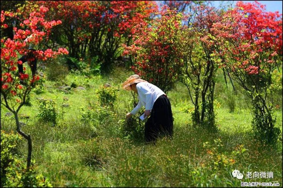 【春天，广西桂林灌阳县向您发出邀请！】宝盖山上映山红 - 游山玩水 - 绥化生活社区 - 绥化28生活网 suihua.28life.net