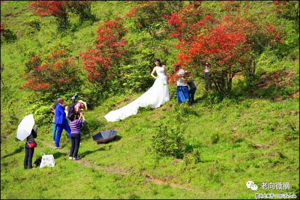 【春天，广西桂林灌阳县向您发出邀请！】宝盖山上映山红 - 游山玩水 - 绥化生活社区 - 绥化28生活网 suihua.28life.net
