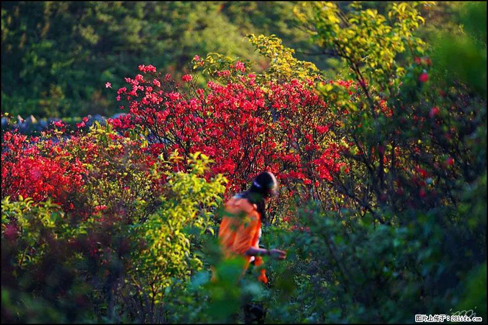【春天，广西桂林灌阳县向您发出邀请！】春木界上映山红 - 游山玩水 - 绥化生活社区 - 绥化28生活网 suihua.28life.net