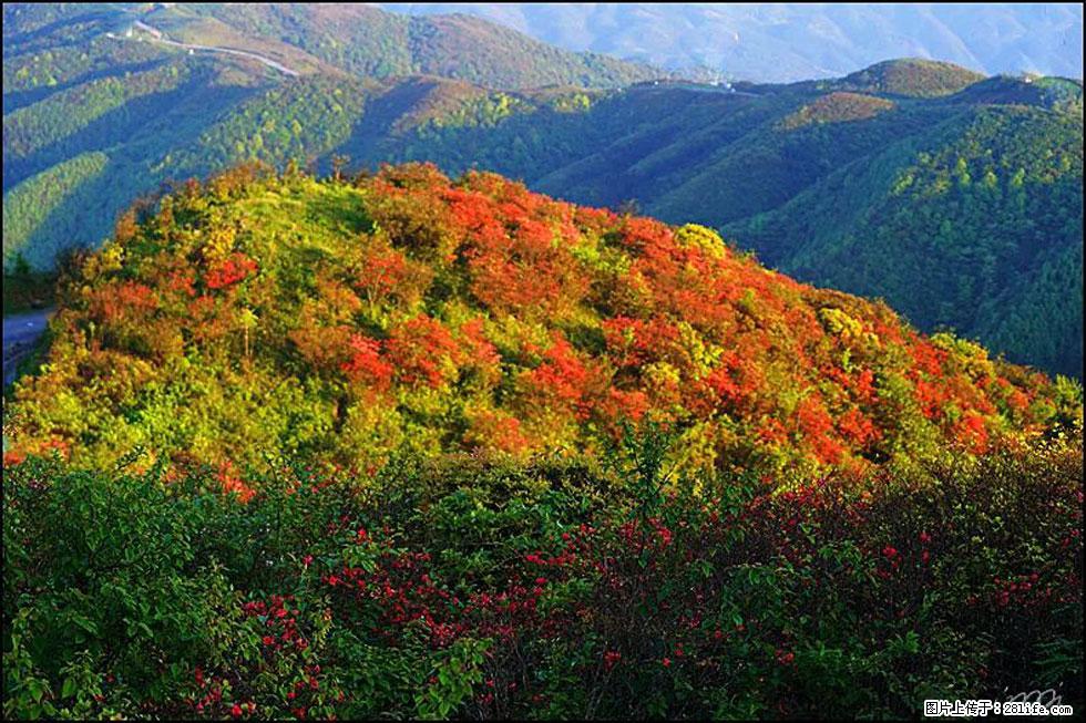 【春天，广西桂林灌阳县向您发出邀请！】春木界上映山红 - 游山玩水 - 绥化生活社区 - 绥化28生活网 suihua.28life.net