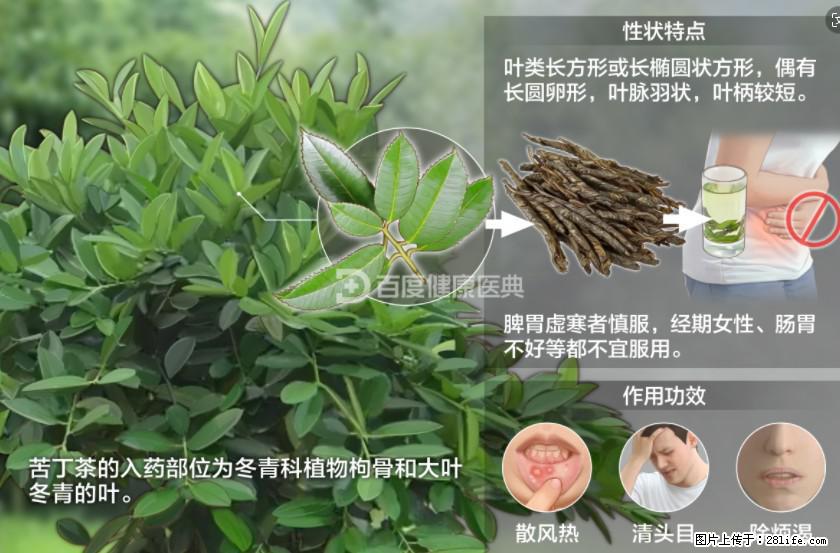 苦丁茶有哪些功效和作用 - 生活百科 - 绥化生活社区 - 绥化28生活网 suihua.28life.net