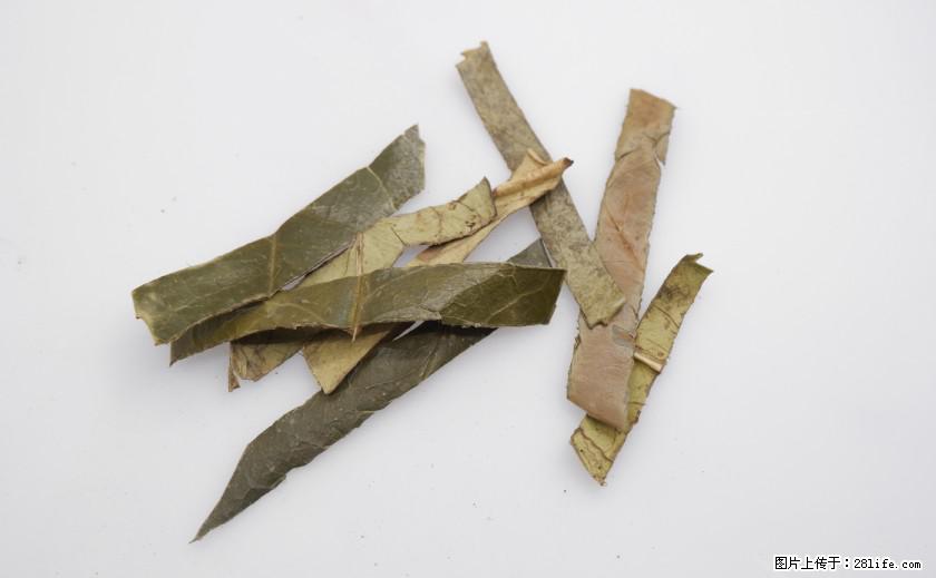 苦丁茶有哪些功效和作用 - 生活百科 - 绥化生活社区 - 绥化28生活网 suihua.28life.net