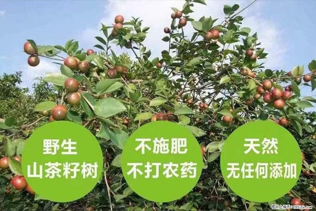 【灌阳县油茶产业示范区】一个有着充实的精神生活的人，对待身外之物自会有一种淡泊的态度 - 美食天地 - 绥化生活社区 - 绥化28生活网 suihua.28life.net