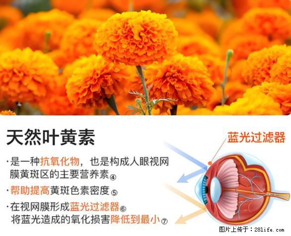 叶黄素有什么功效和作用 - 生活百科 - 绥化生活社区 - 绥化28生活网 suihua.28life.net