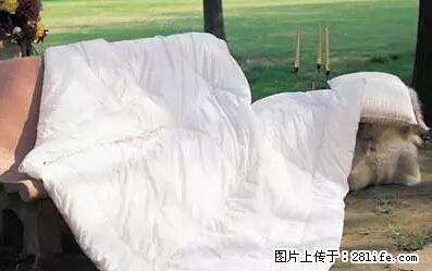 被子有异味？只要这样做，比晒太阳还强100倍！ - 家居生活 - 绥化生活社区 - 绥化28生活网 suihua.28life.net