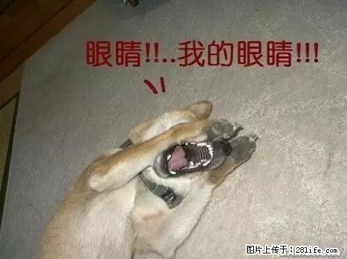 笑癫了!一女的怀孕三年未生,他终于忍不住了... - 娱乐八卦 - 绥化生活社区 - 绥化28生活网 suihua.28life.net