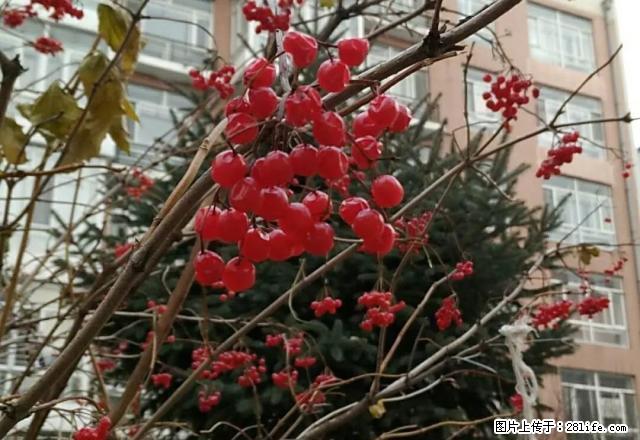 福亁花园.两室大明厅.南北通透.采光好. - 房屋出租 - 房屋租售 - 绥化分类信息 - 绥化28生活网 suihua.28life.net