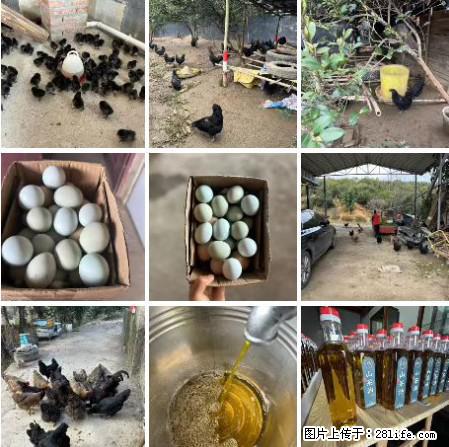 油茶园从小鸡仔开始养起的纯土鸡、土鸡蛋可以预定啦！还有前几天刚榨的纯山茶油哦 - 土特产 - 饮食特产 - 绥化分类信息 - 绥化28生活网 suihua.28life.net