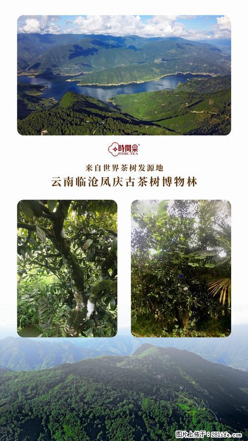 时间果百年古树2025年春红茶 - 购物交流 - 绥化生活社区 - 绥化28生活网 suihua.28life.net