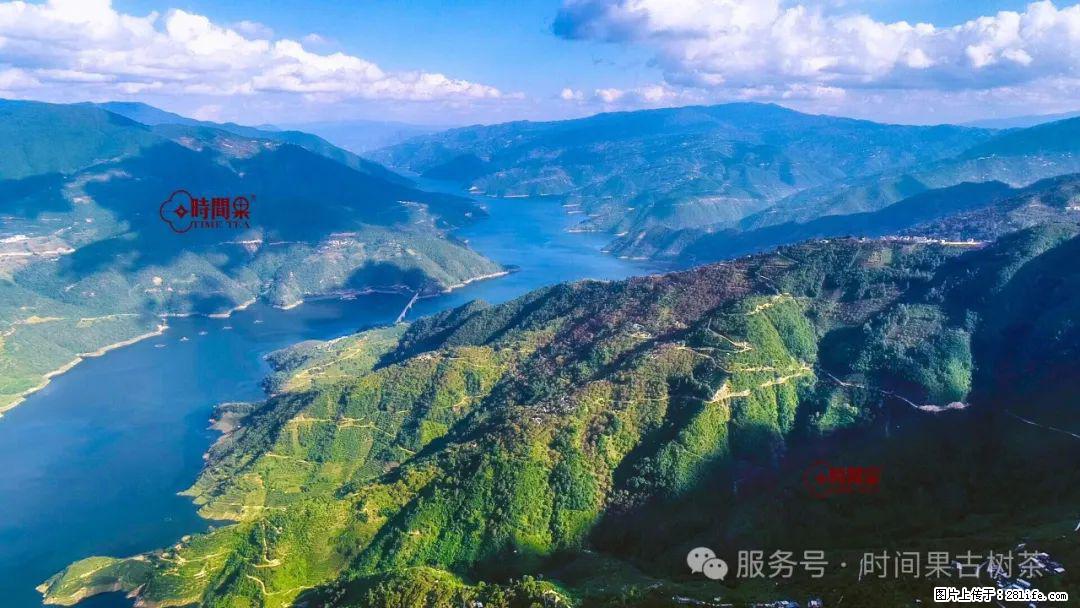 时间果百年古树龙珠普洱生茶 - 购物交流 - 绥化生活社区 - 绥化28生活网 suihua.28life.net