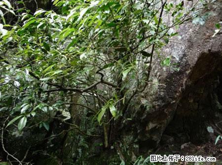 平乐石崖茶，珍贵仅次于金花茶 - 绥化生活资讯 - 绥化28生活网 suihua.28life.net