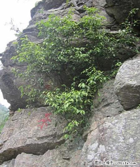 平乐石崖茶，珍贵仅次于金花茶 - 绥化生活资讯 - 绥化28生活网 suihua.28life.net