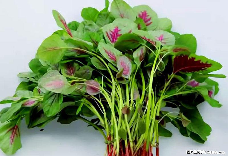 这些蔬菜是“天然钙片”，这6种被医生重点推荐 - 绥化生活资讯 - 绥化28生活网 suihua.28life.net