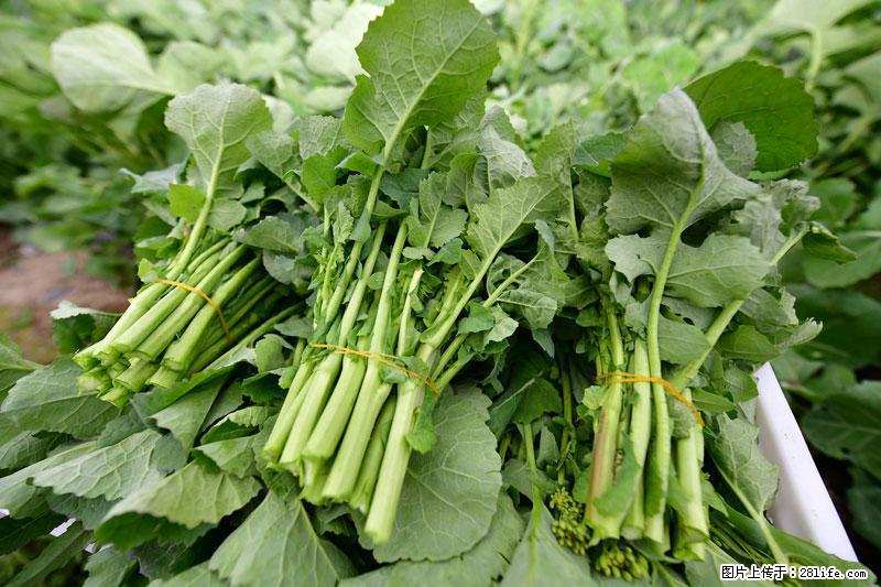 这些蔬菜是“天然钙片”，这6种被医生重点推荐 - 绥化生活资讯 - 绥化28生活网 suihua.28life.net