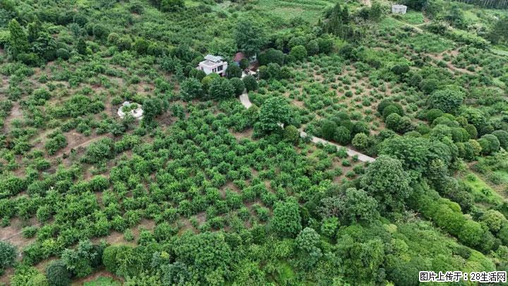 【乡村振兴】文市蜂糖李、黄金奈李迎丰产上市季 甜蜜产业助振兴 - 绥化生活资讯 - 绥化28生活网 suihua.28life.net
